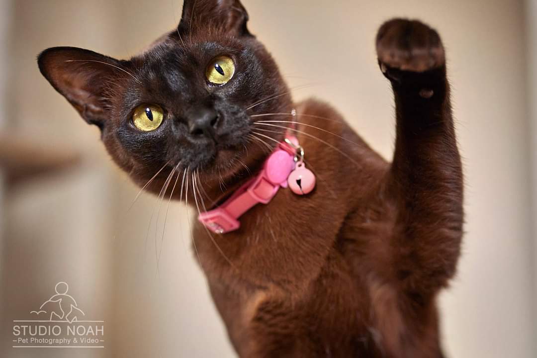 Burmese cat waving Hello