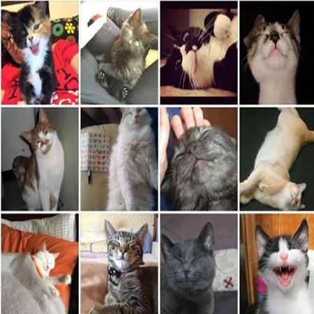 Kitties Gallery Show Me Your Kitties Cute Cats