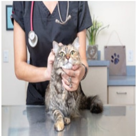 Cat vet care vet tips for cats kitties